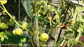 Welcome To My Live, Tomato Plants Care Tips #live #live garden #live stream #live streaming