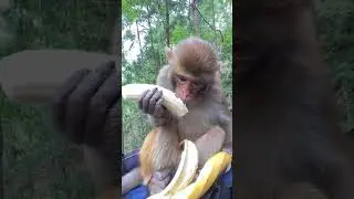 Hina monkey try to eating banana & cute baby