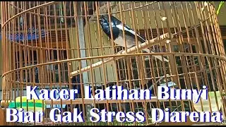 Kacer Rawatan dari Amprah Latihan Bunyi Biar Gak Stress Diarena