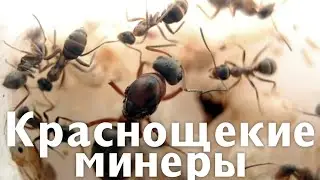 ЗАВЁЛ МЯСНЫХ МУРАВЬЁВ (РУССКИЙ АНАЛОГ) | ЧТО НУЖНО ЗНАТЬ ОБ SERVIFORMICA RUFIBARBIS?| РАЗБОР ВИДА!