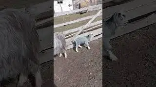 capre carpatine cu iezi