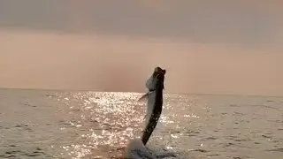 Pesca de sabalos gigantes (Tarpon), en la antigua, Veracruz.