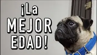 A QUÉ EDAD se ENTRENA un PERRO - MartGon