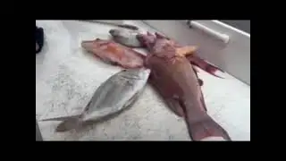 Queen Fleet Fishing Clearwater Florida