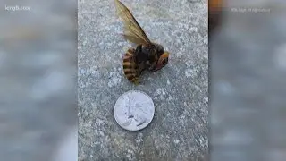Suspected queen Asian giant hornet found in Washington