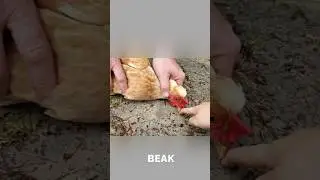 With this trick you can hypnotize any bird 😱 #shorts #funny #viral