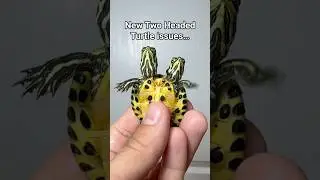Two Headed Turtle Update!
