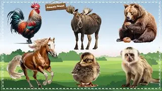 Cutest Animal Sounds and Behaviors Compilation: Chicken, Moose, Bear, Horse, Chick