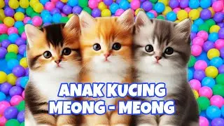 ANAK KUCING MEONG MEONG‼️ KUCING TELON PUTIH LUCU‼️KUCINGKU 3 KUCING MENGEONG #kucinglucu