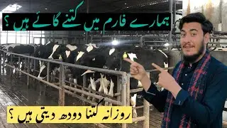 How Many Cows? 🐄 My Daily Dairy Farm Routine & Milk Production Revealed