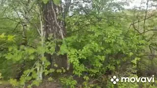 Первые ловушки для роёв.
