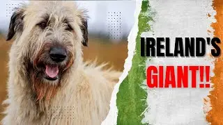 The Irish Wolfhound Enigma: Unraveling the Mystique of Ireland's Legendary Breed
