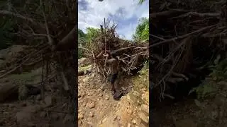 Traditional Gold Prospecting in a Eucalyptus Tree Stump, An Amazing Result! #goldrush #goldmining