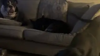 Great Dane & Chihuahua playing