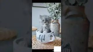 #Short #Shorts Cat in Tea Cup