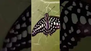 Бабочка #бабочка #энтомология #trending #shorts #short