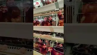High Quality 4-Tier A Type Layer Cage Farm 10,000 Chickens From LIVI Poultry Equipment Supplier