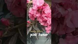 Hybrid kaner🌸🌸 plant available #prempalnursery