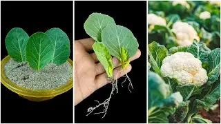 Growing cauliflower plant at home from leaf | Home gardening hack