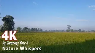 4K Nature Whispers Beauty Sunrise Rice Field View