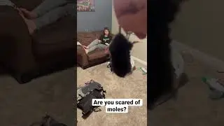 Scaring my son to death with a live mole! #prank #funny #scared #kids #scream
