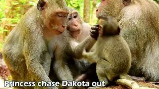 OMG! Young mom Princess chase Dakota out from new baby, tiny Dakota want play with Quinton