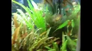 Fish eating Hyalella azteca (scuds)