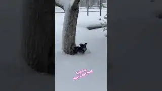 Апрель 2025 Мылыш в деле #cat #собака #shots #chihuahua #puppy #dog #love