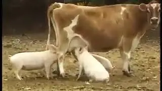 добрата крава