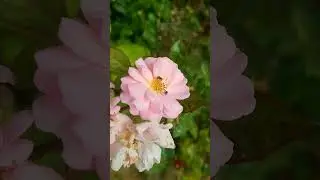 Tiny wonders: Stingless Bees on a Rose! 🌹🐝