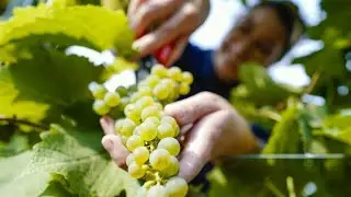 Harvest for &ldquo;Federwei&szlig;en&rdquo; starts earlier and earlier