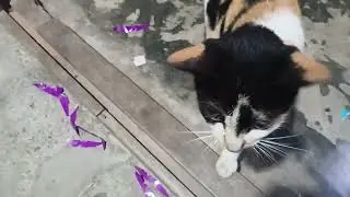 cat is vlogging
