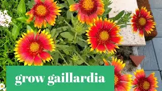 Grow gaillardia grandiflora/ ഗെയ്ലാർഡിയ എളുപ്പത്തിൽ വളർത്താം