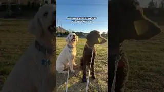 They&rsquo;re always happiest when it&rsquo;s sunny ☀️ #happydogs #dogwalks #eveningwalks #sunnyday #cutedogs
