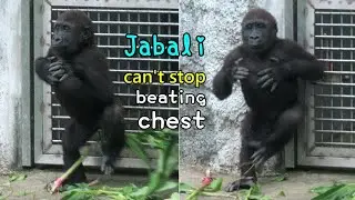 twirling funky gorilla Jabali can't stop beating his chest,金剛猩猩小J超嗨,狂擊胸,和Tayar跳旋轉舞,含樹枝旋轉跳舞,Ringo