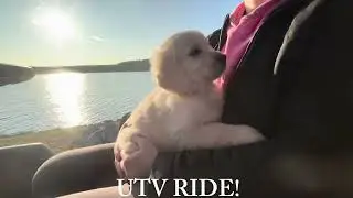 Golden Retriever Nigel Completes Weeks 1-2 of Clicker Training!