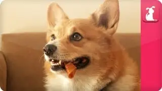 Yogi, the Crazy Corgi - Pet Sense