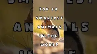 Top 10 Smartest Animals in the World | Incredible Animal Intelligence😱#top10 #subcribe