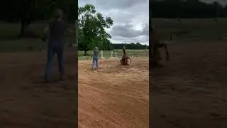 Spooked Horse Sits on Its Butt While Woman Tries to Tame It - 1206673