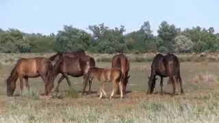 FOUR PAWS' birth control programme for wild horses in Letea