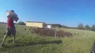 Pasture Raised Chickens