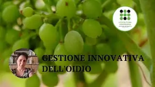Gestione innovativa e sostenibile dell&rsquo;oidio della vite