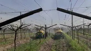 Grape Dormex spray Global ( Jupiter )
