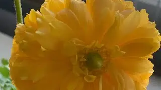 Flower of Ranunculus(family-Ranunculaceae)