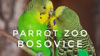 Parrotzoo Bošovice