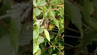 The bird is feeding its young with its beak || चिड़िया #bird