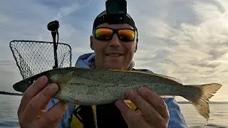 King George Whiting