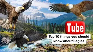 Eagles Unveiled: Top 10 Things You Must Know (2024)