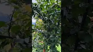 Watch These Cute Girls Pick Apples from an Apple Tree - It's So Much Fun! #shorts #cute #ytshorts