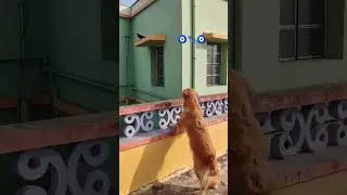 g#funny #comedy #viralvideo #trendingshorts #trending #viral #trendingshorts #goldenretriever #puppy